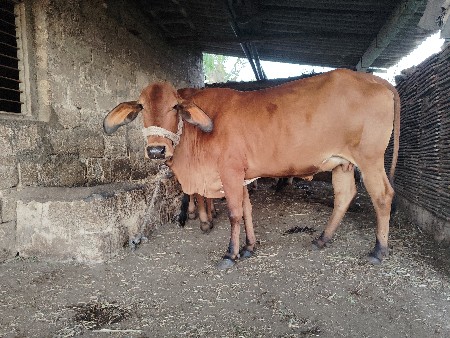 ગાય દેવાની છે