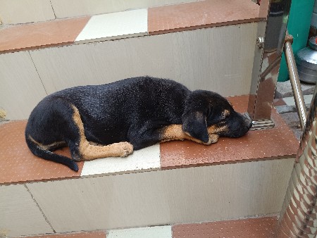 રોટવીલર સાટા કરવાના છે