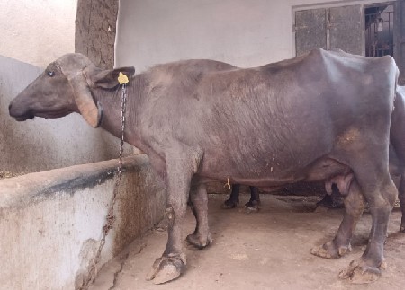 थंबनेल 2