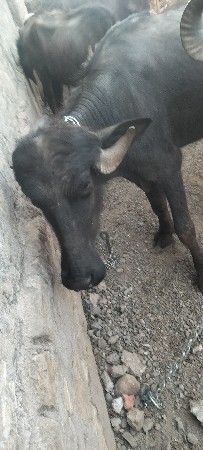 વેચવાની સે