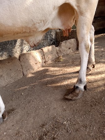 થંબનેલ 3