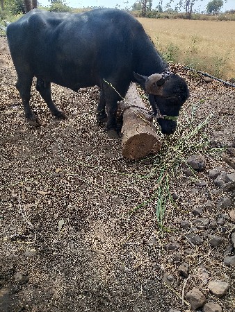 थंबनेल 2