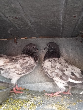 આ બચ્ચા વેચવાના હૈ