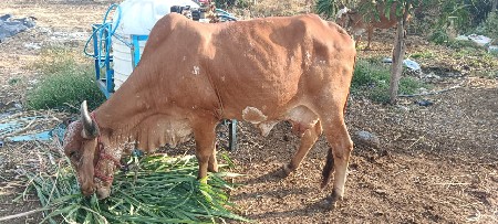 थंबनेल 2