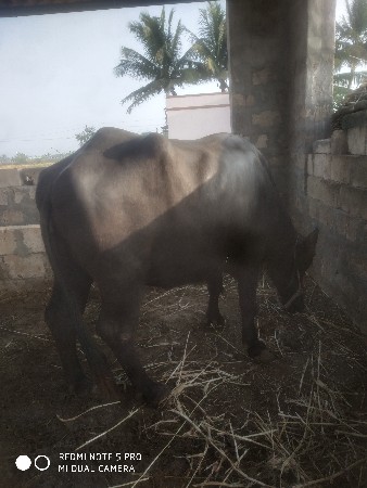 થંબનેલ 2