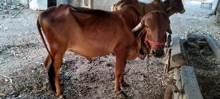 સાવ સોજી વાછડી વેચવાની છે