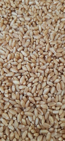 ઓર્ગેનિક ઘઉં