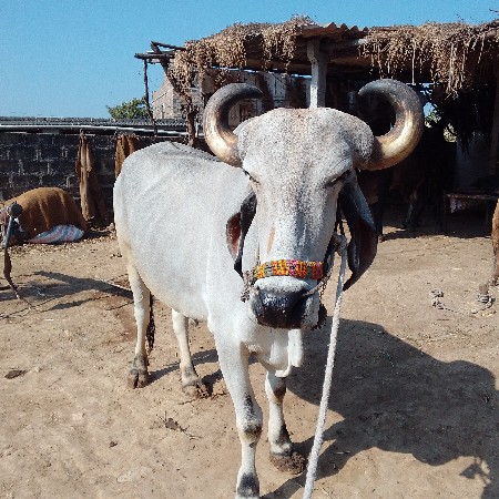 थंबनेल 2