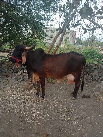 થંબનેલ 3