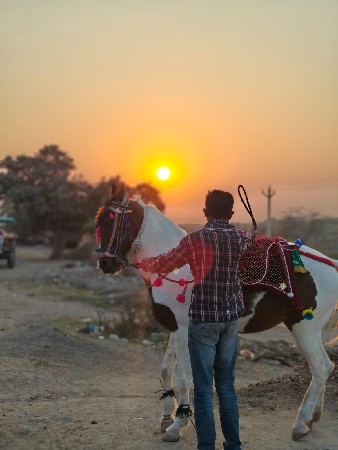 ઘોડી વેચવાની છે