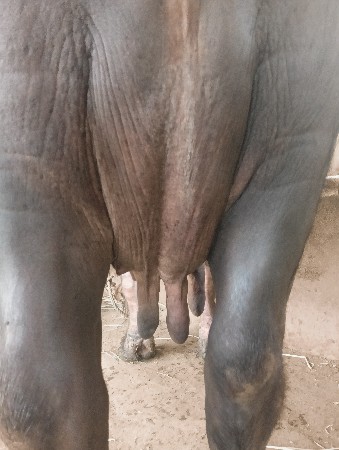 થંબનેલ 3