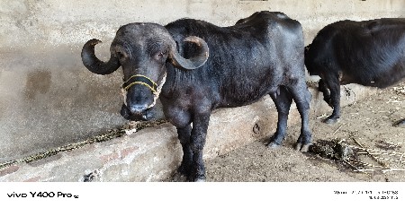 ખડેલી વેચવાની છે