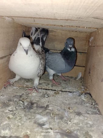 थंबनेल 1