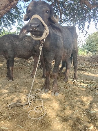 थंबनेल 3