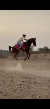 थंबनेल 2