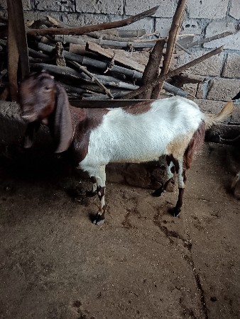 થંબનેલ 2