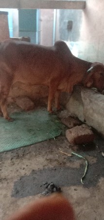 थंबनेल 2