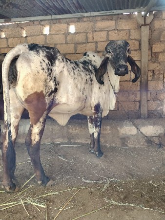 થંબનેલ 3