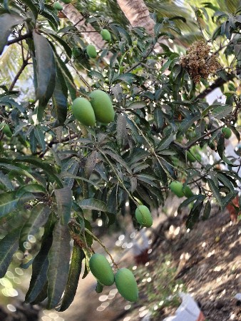 થંબનેલ 3