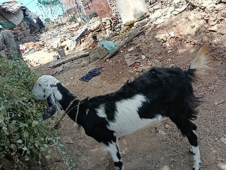 थंबनेल 3