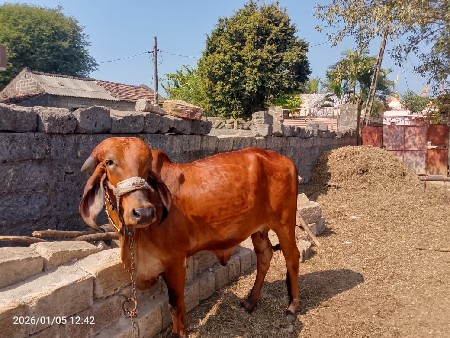 थंबनेल 3