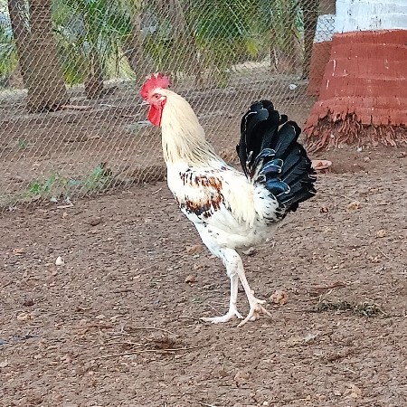 મુર્ગી. અને મુરગાવેચવાનાછે