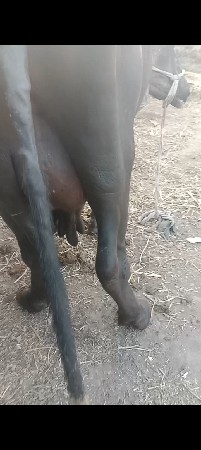 ત્રીજું વેતર