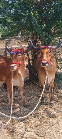 थंबनेल 3