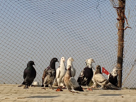 થંબનેલ 3