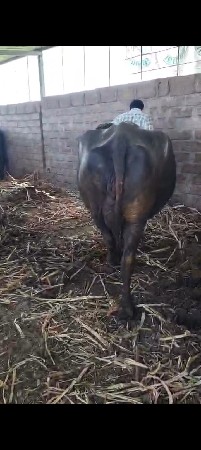 કેવી હોય તો જ મેસેજ ખોટા નહીં