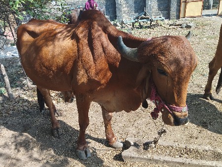 थंबनेल 2