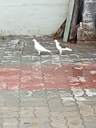 મોજા વાળો જોટો વેચવાનો છે