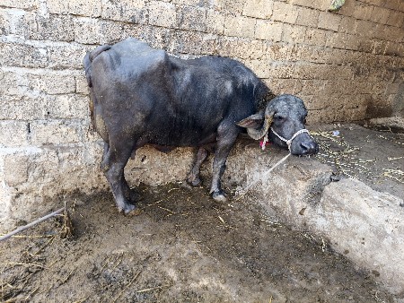 थंबनेल 4