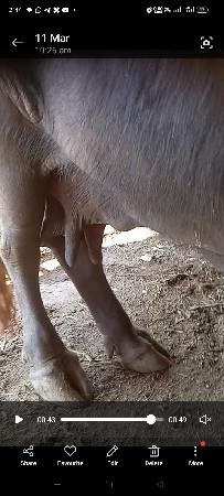 ભેંસ વેચવાની છે