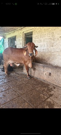 थंबनेल 3