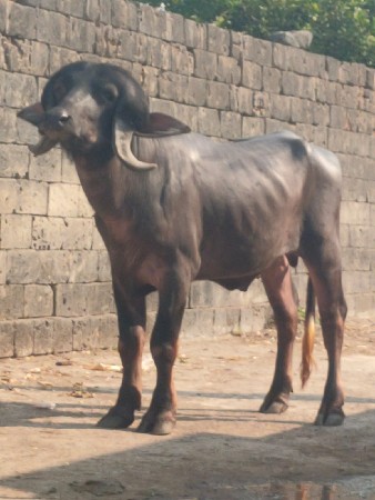 थंबनेल 2