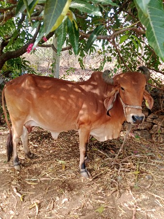 જય માતાજી ભાઈ ગીર ગાય આપવાની છે