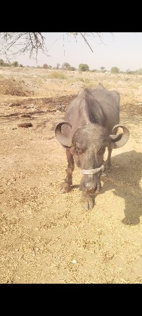 ભેંસ વેચવાની છે