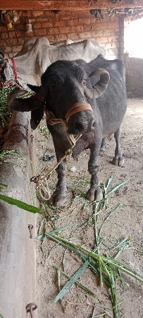 ભેશવેશવાનિછેશોથુવેતરછેનિછેપાડી