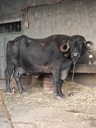 ભેંસ વેચવા ની છે