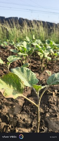 રીંગળીનો રોપ વેચવા નો છે