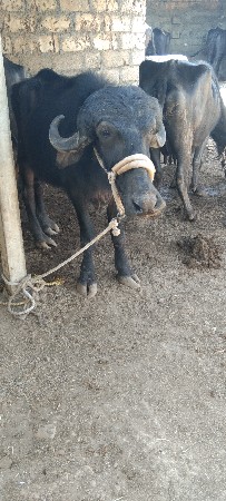 થંબનેલ 3