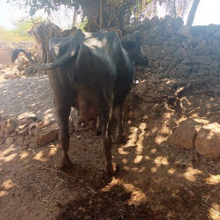 थंबनेल 2