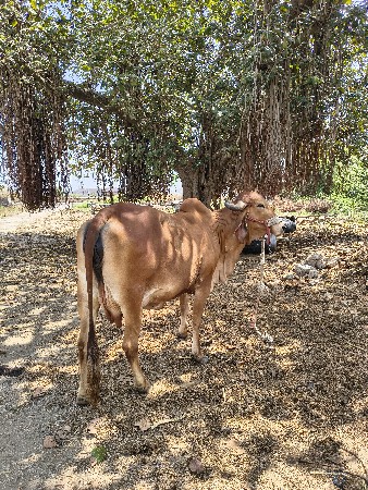 ગાય વેચવાની છે