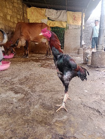 थंबनेल 2