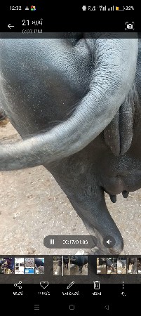 થંબનેલ 2