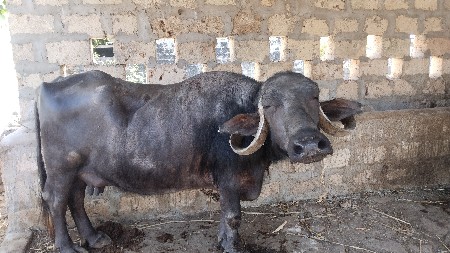 ભેંસ વેચવાની છે