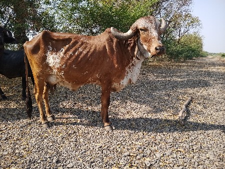 આ વેચવાની છે