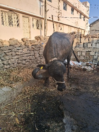 જાફરી ખડેલી વેસવાનીછે2વેતર છે