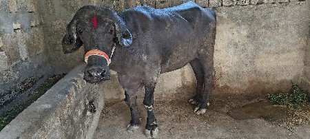 થંબનેલ 2